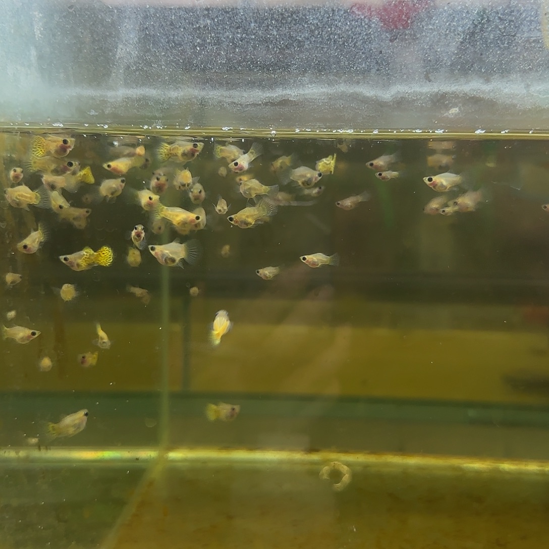 孔雀鱼黑金蕾丝玻璃猫苗10条随机