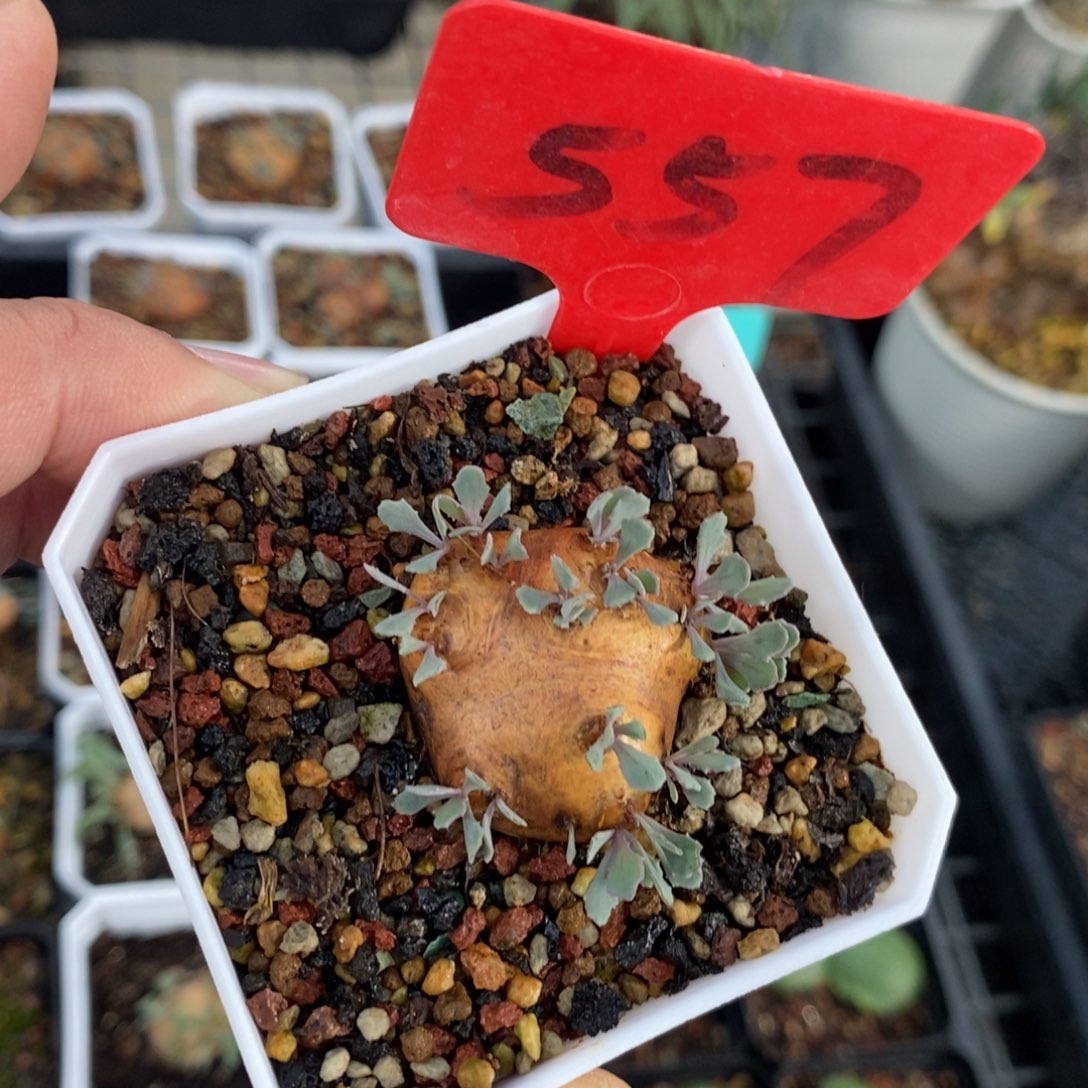 产地格加厚炖菊一个