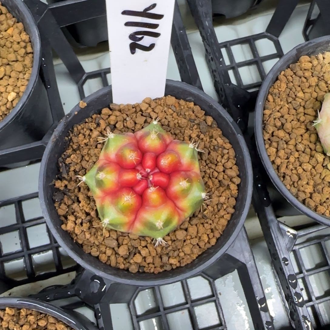 162-0212candy脱土发多肉