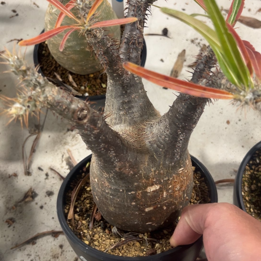 467象牙宫带盆带土发货