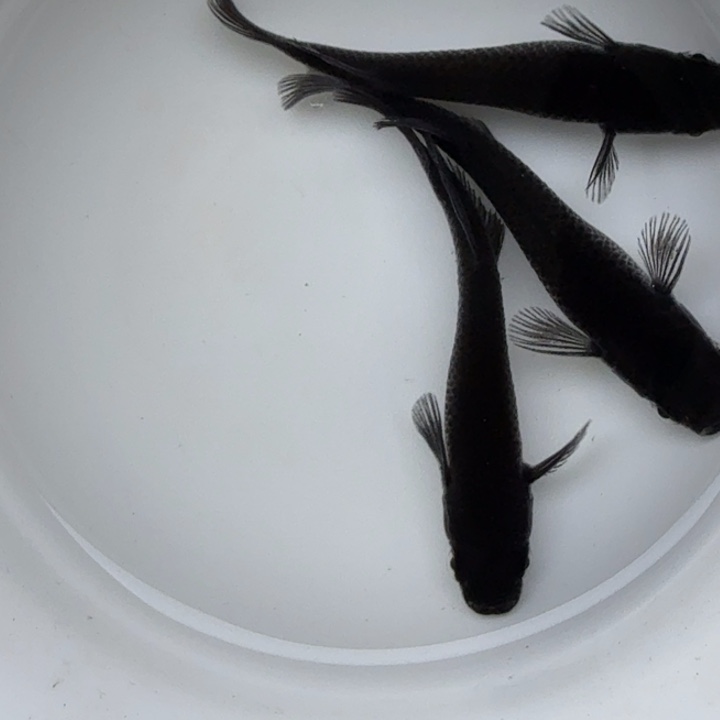 青鳉鱼大蛇42号青鳉