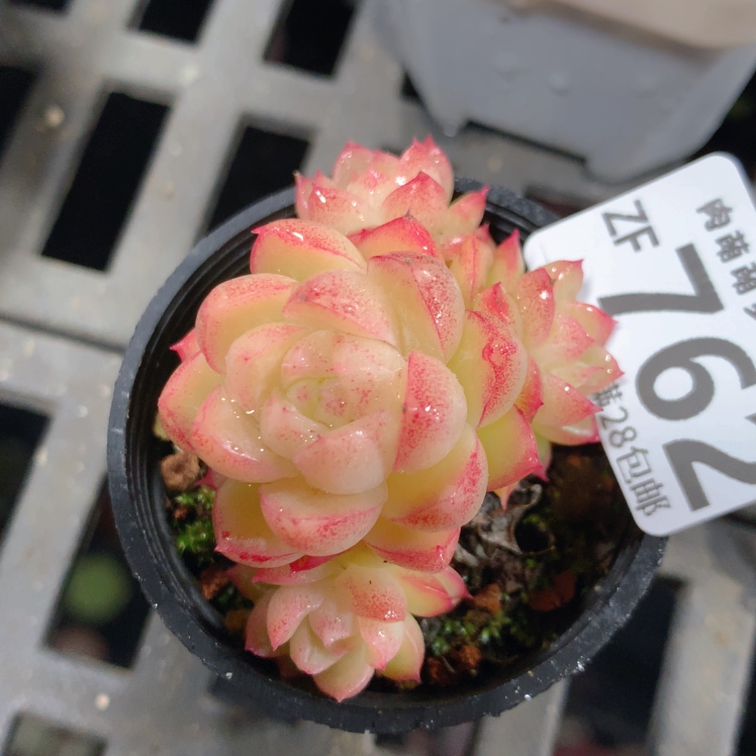 5CM拇指盆精控多肉ZF762