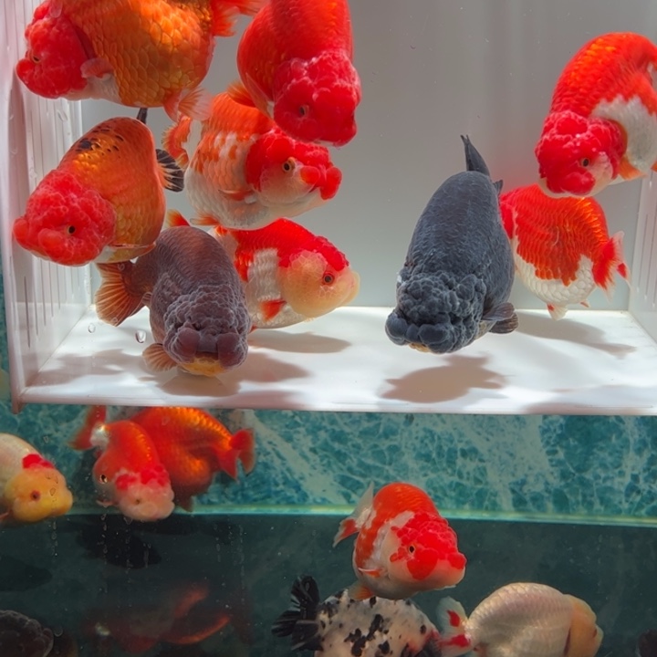 海水鱼九条兰寿金鱼aaaaa