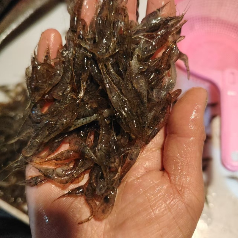 东北冷水原生态小河虾