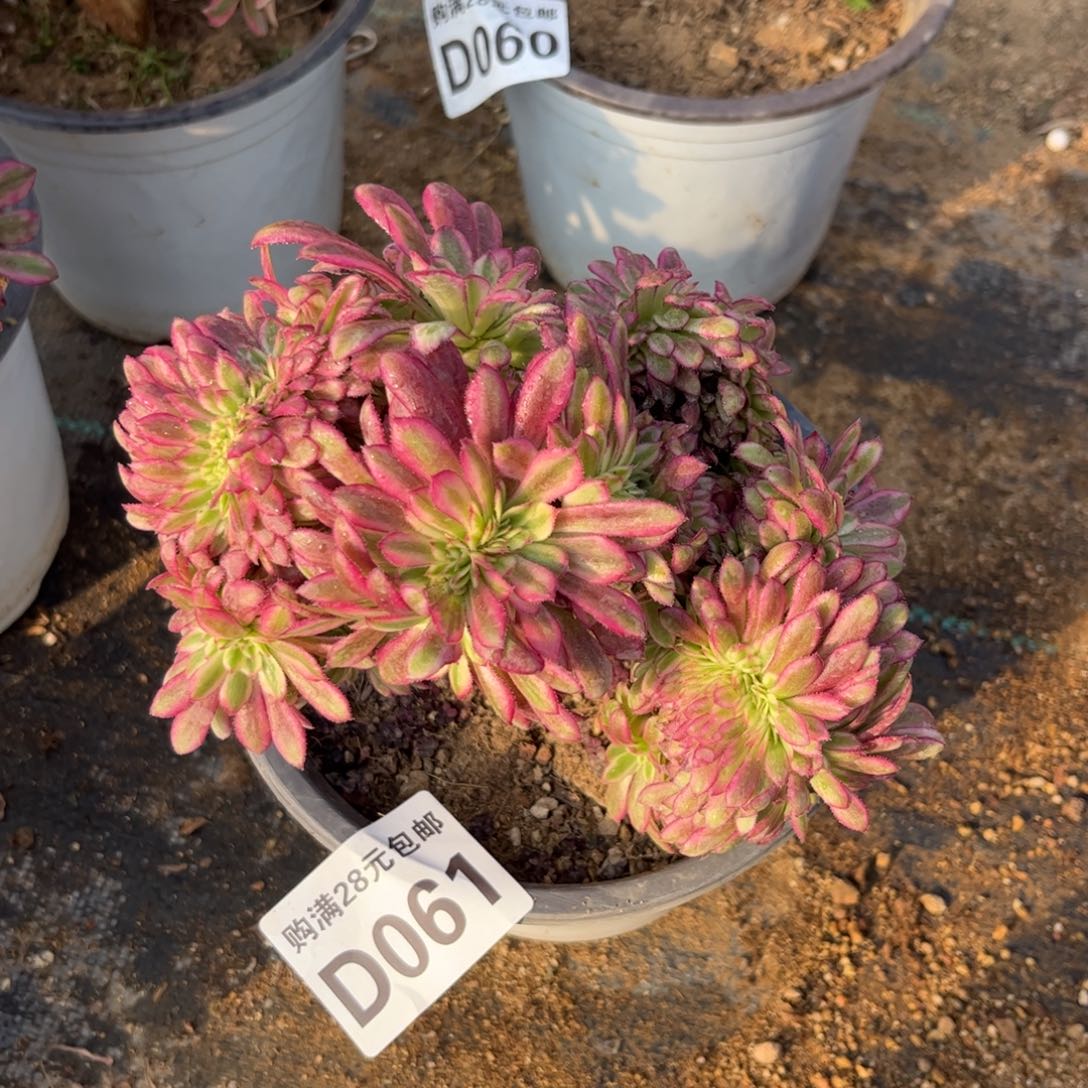 061多肉植物舞天姬缀化