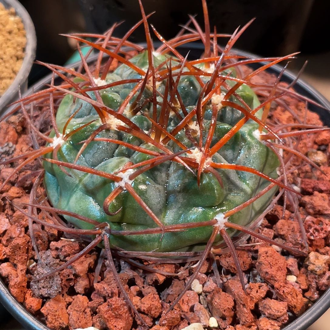 仙人球裸鄂球赤魔玉