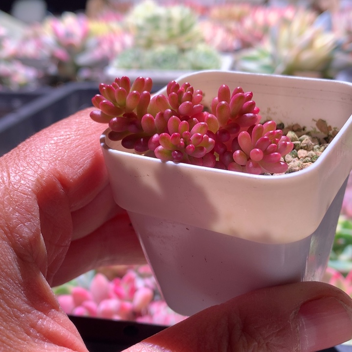 浆果锦群生带盆带盆