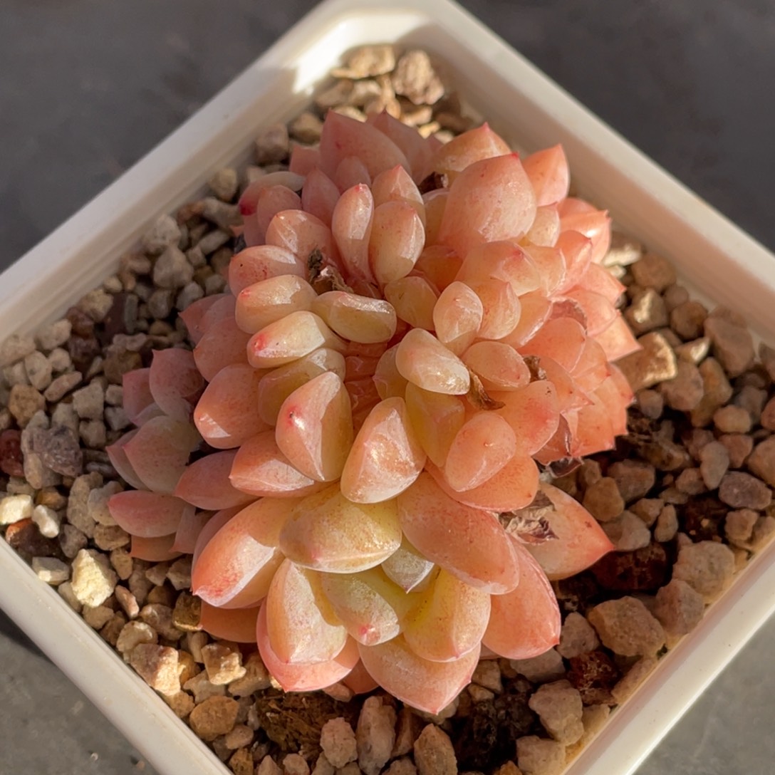 糖心夕颜缀化7公分