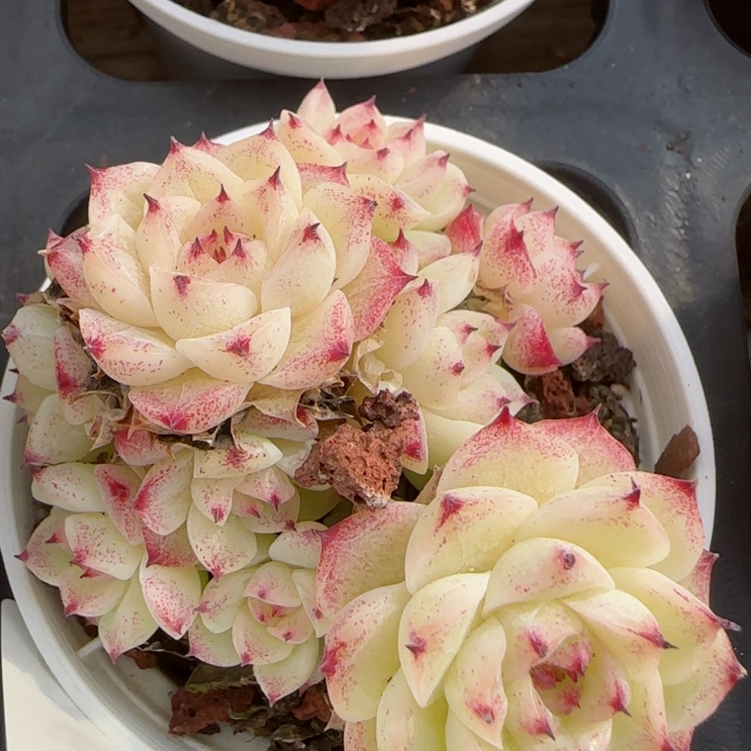 花语逸境0212-526散