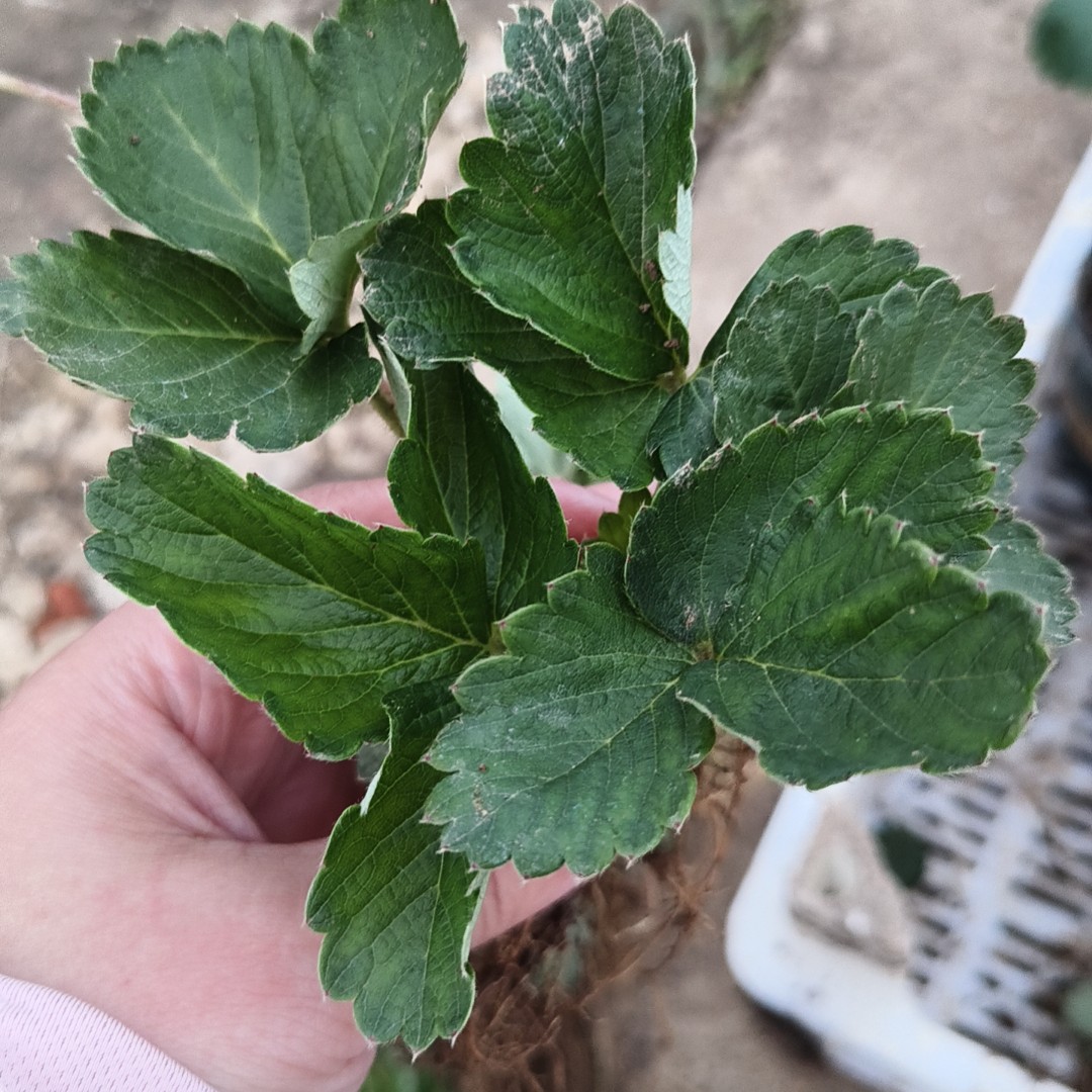 粉白草莓系列产量高新手好养盆栽地载可种