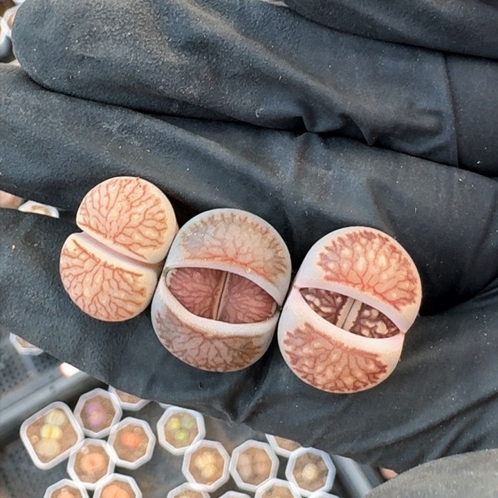 生石花1111。    300