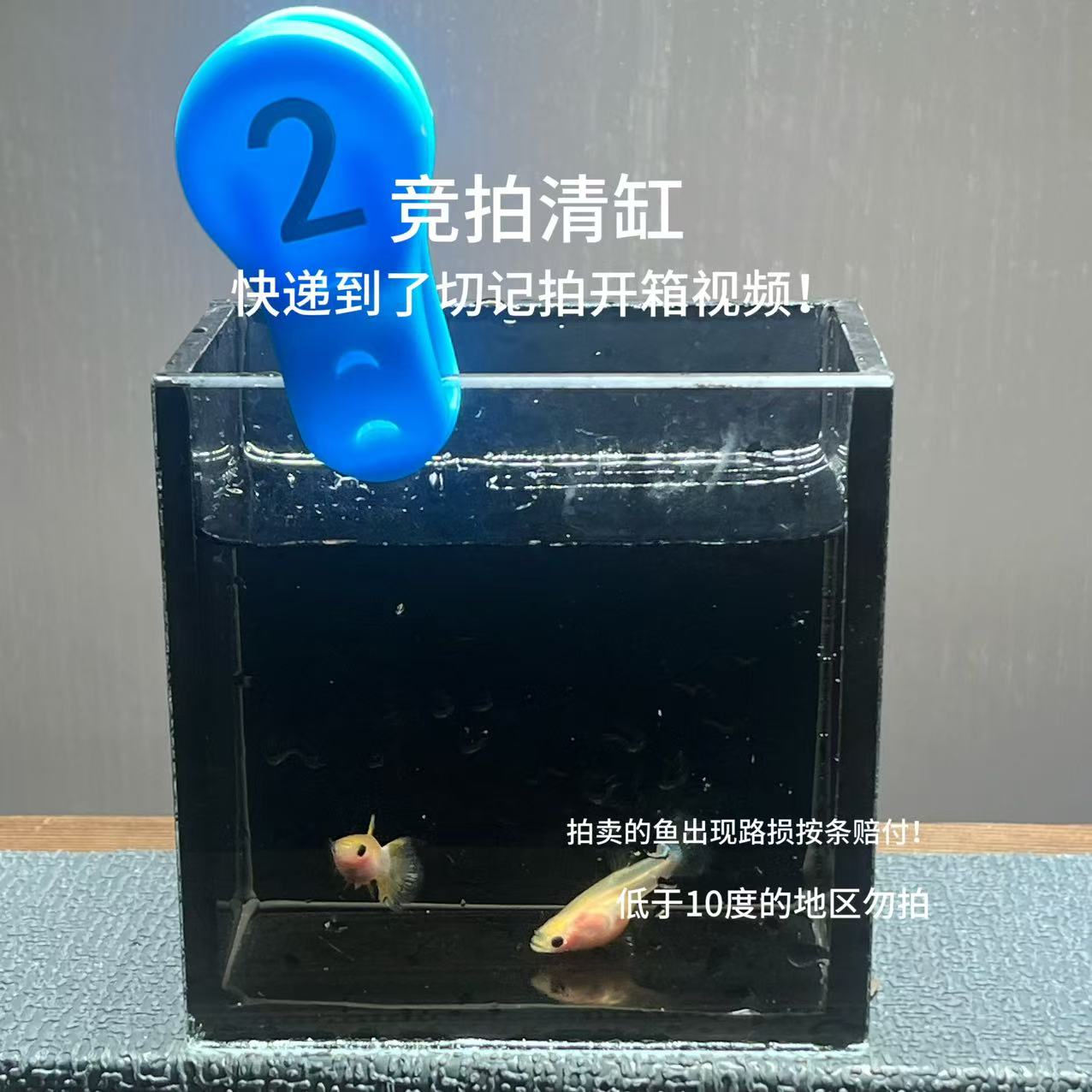 幻彩标体孔雀鱼一对编号2