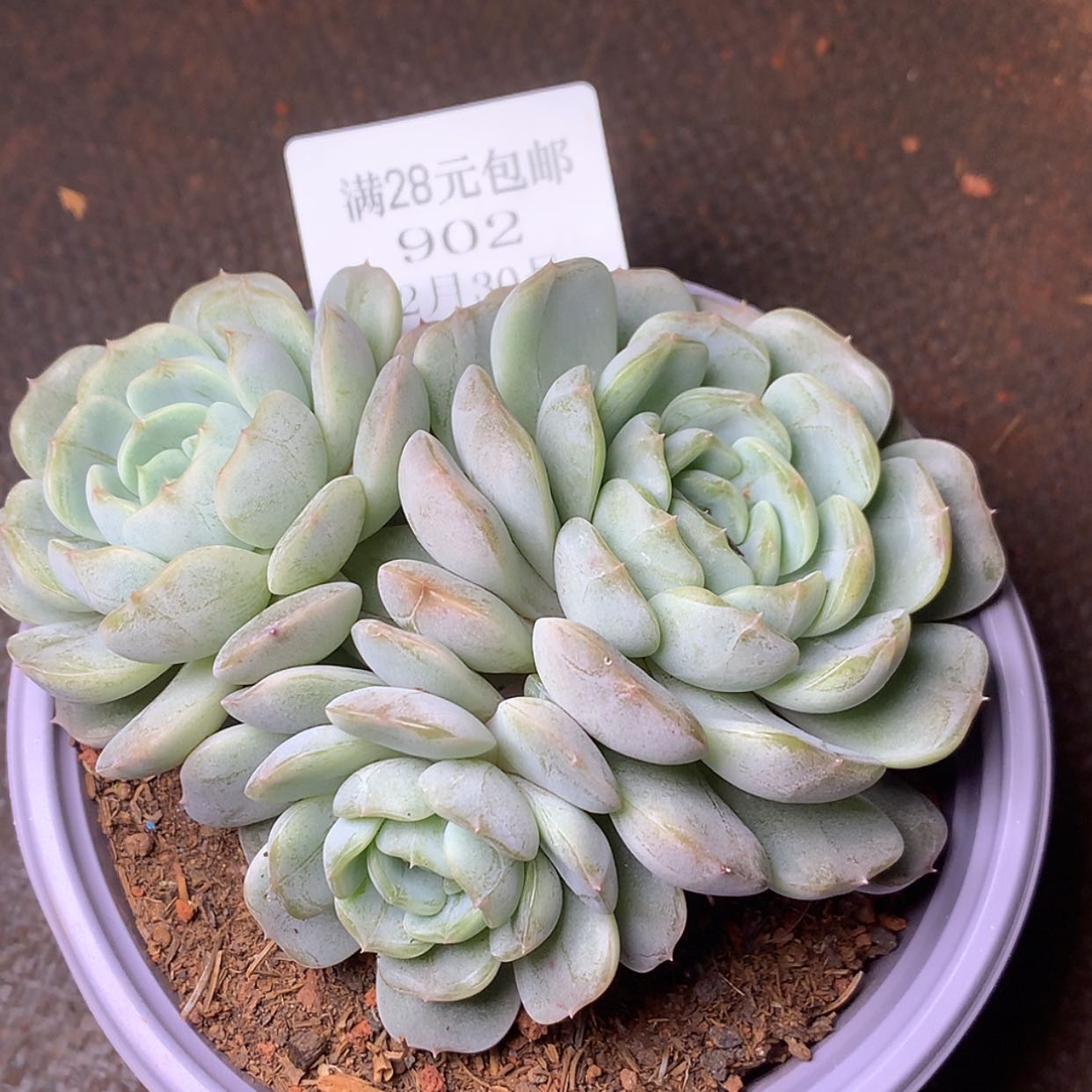 【闪购商品】云902号白色恋人