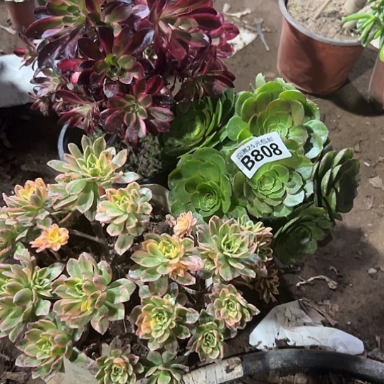 S****.三颗多肉法师植物 有瑕疵