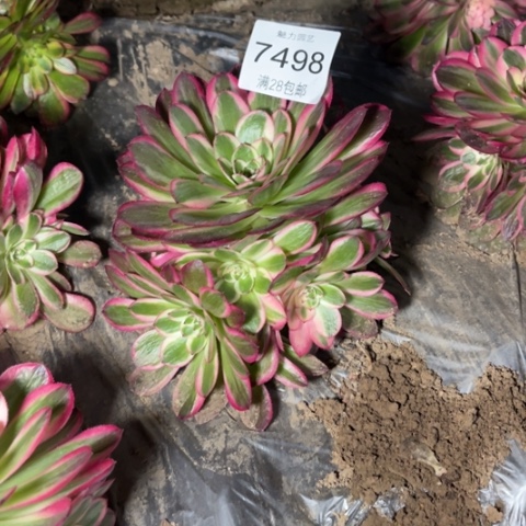 倾城多肉多肉7498