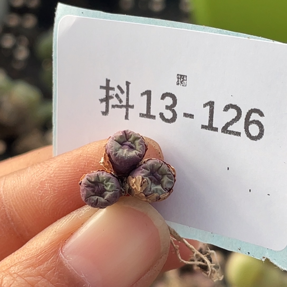 幸***星13-126肉锥多肉植物