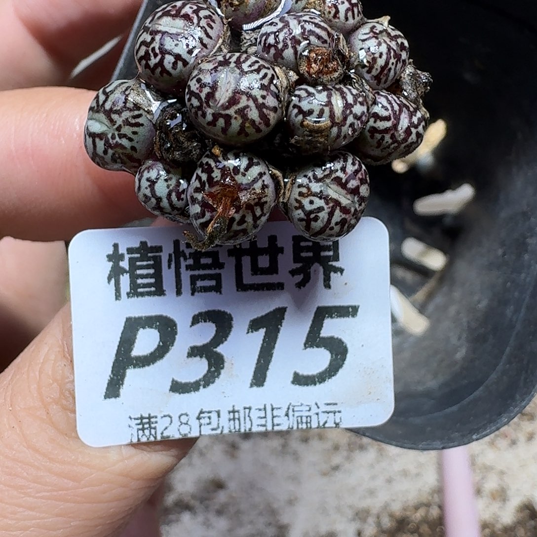 多肉植物的人Gbnnm