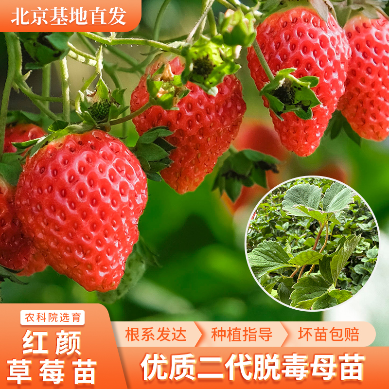 【北京农科院草莓苗】红颜草莓苗阳台红颜草莓盆栽草莓苗脱毒苗双11