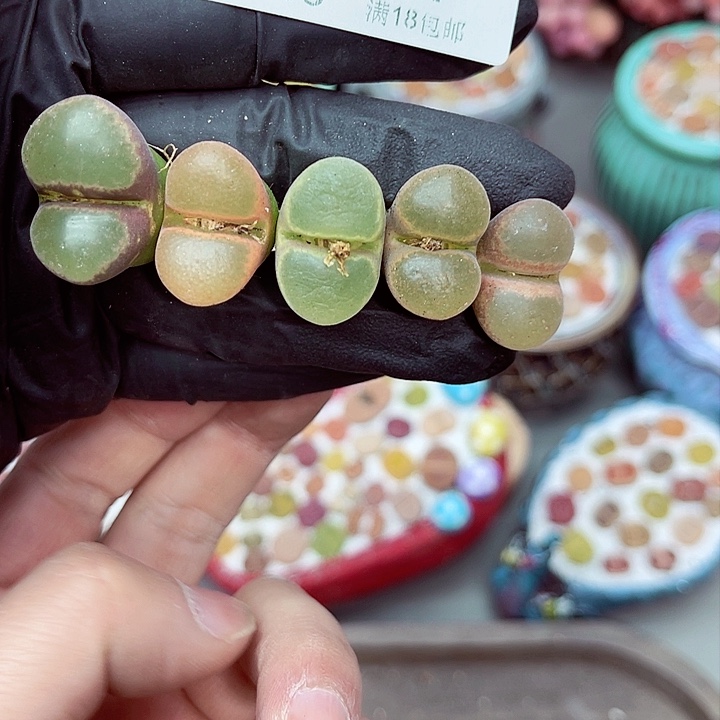 多肉植物生石花5-37