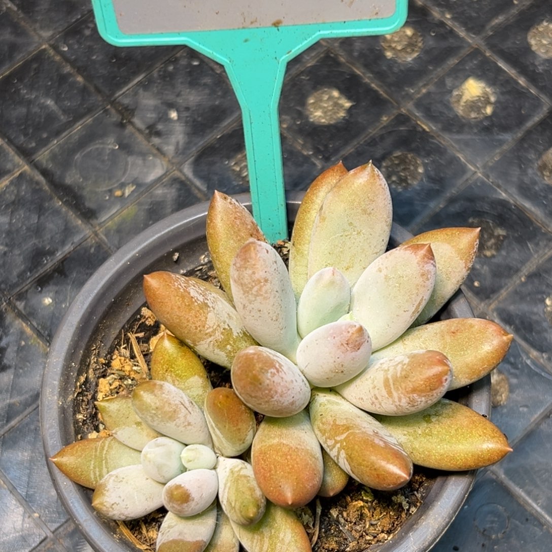 多肉植物彩体哥特359