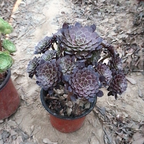 鑫***品黑铜法师多肉植物21