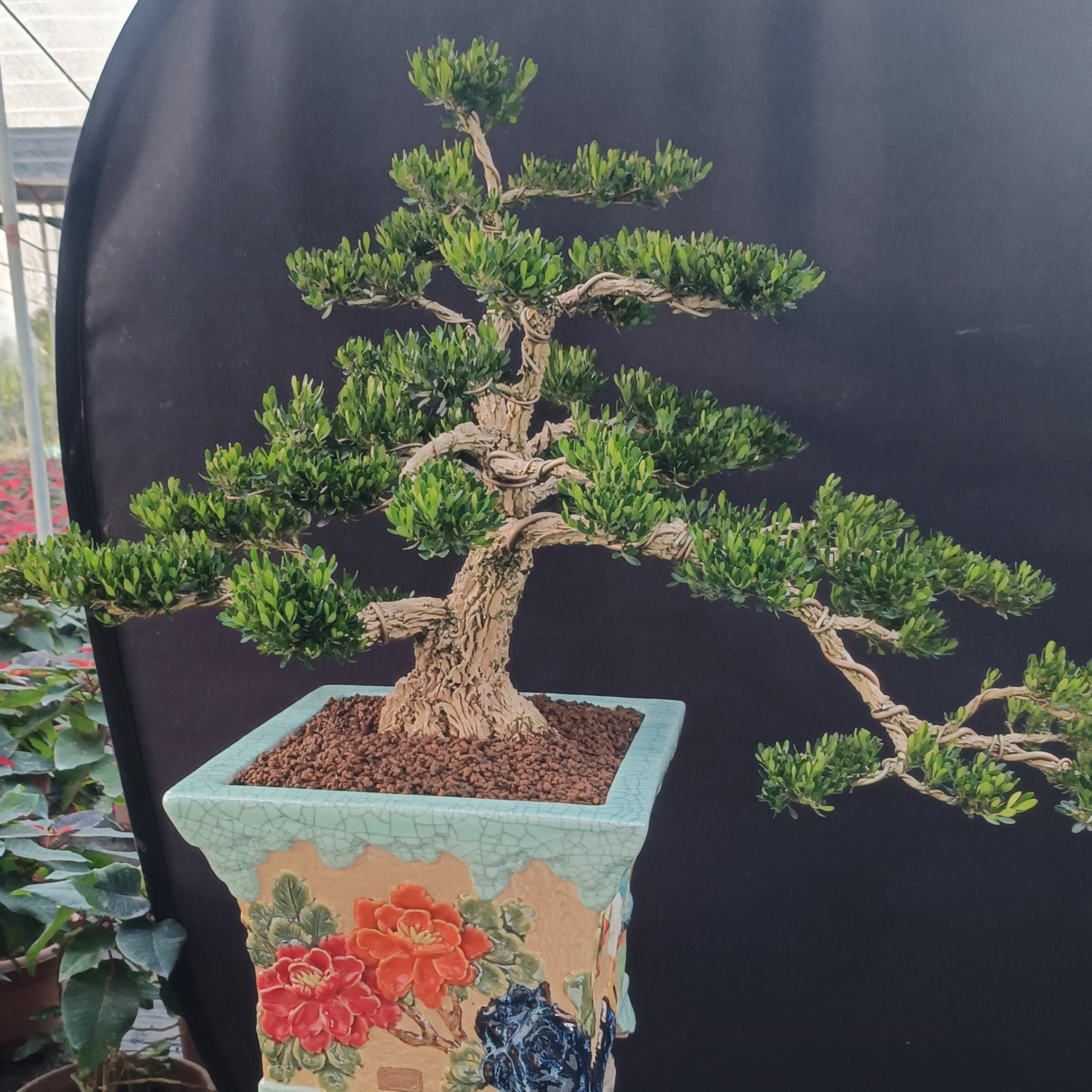 广东室内室外雀舌皱皮黄杨精品大树桩型一年四季常青植物