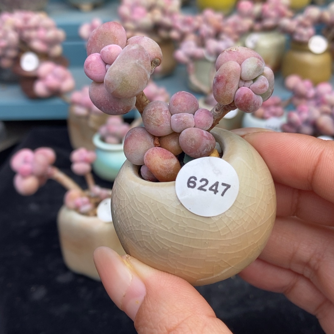 6247糖果腰子蛋带盆土