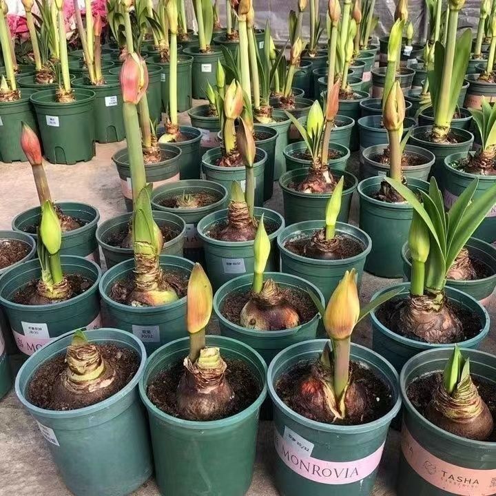 【常年开花】荷兰进口重瓣朱顶红盆栽开花室内阳台庭院四季好养活