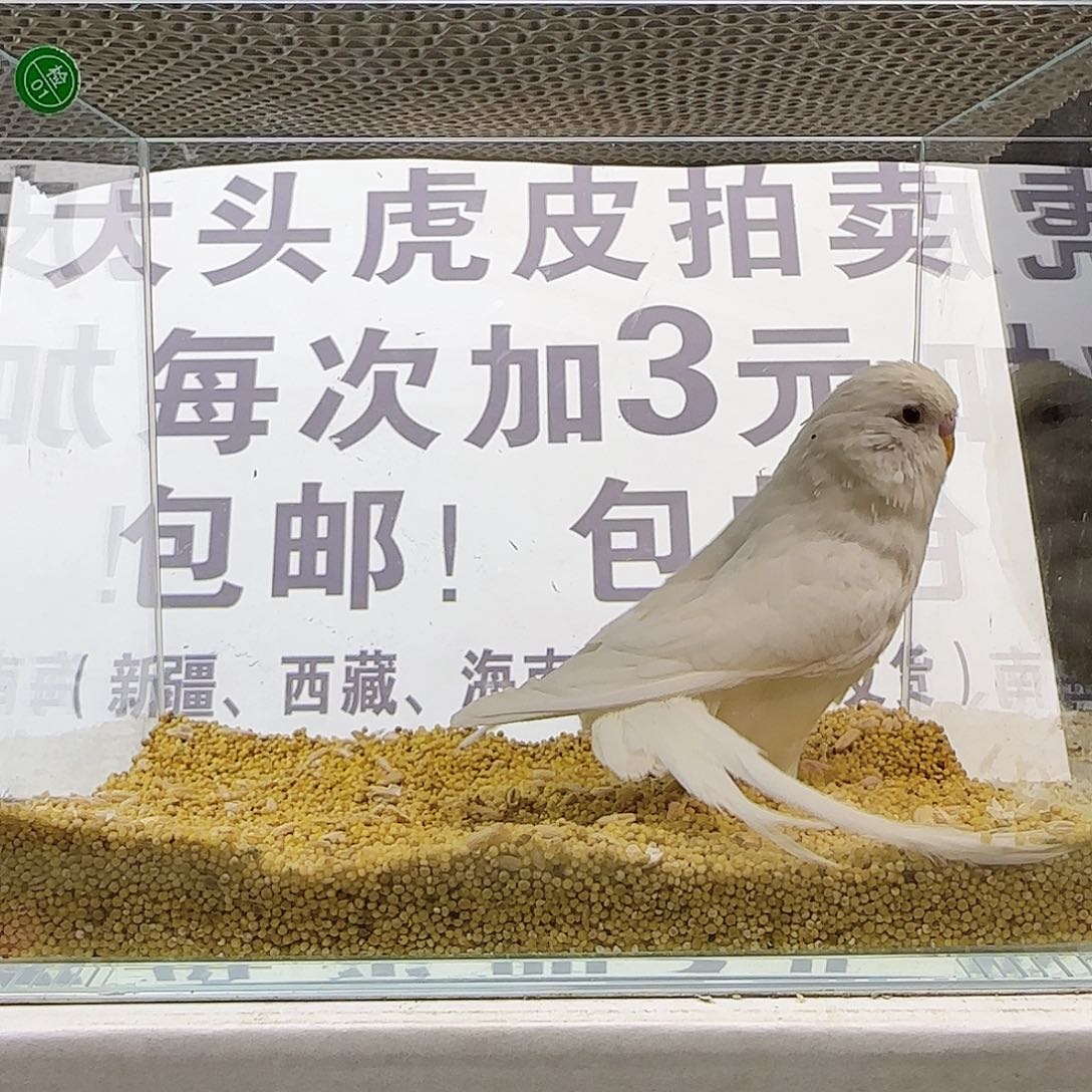 虎皮鹦鹉大头鹦鹉