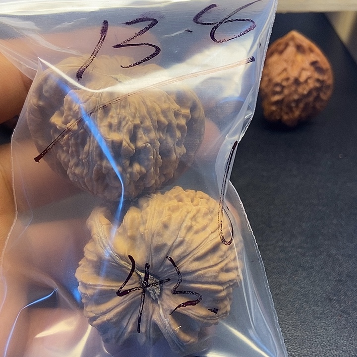 善***生核桃六号文玩核桃