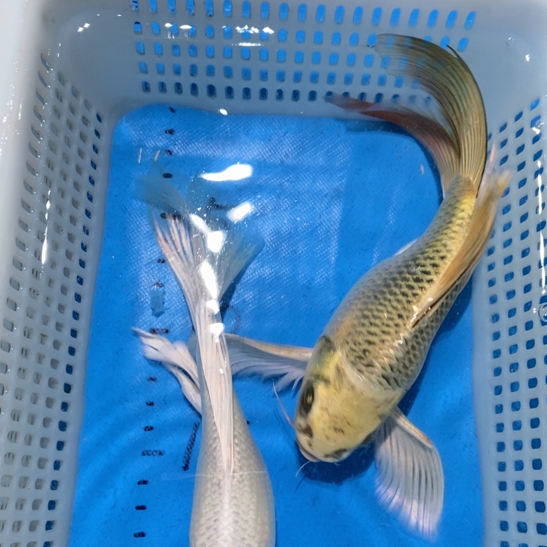 锦鲤锦鲤包邮包售后
