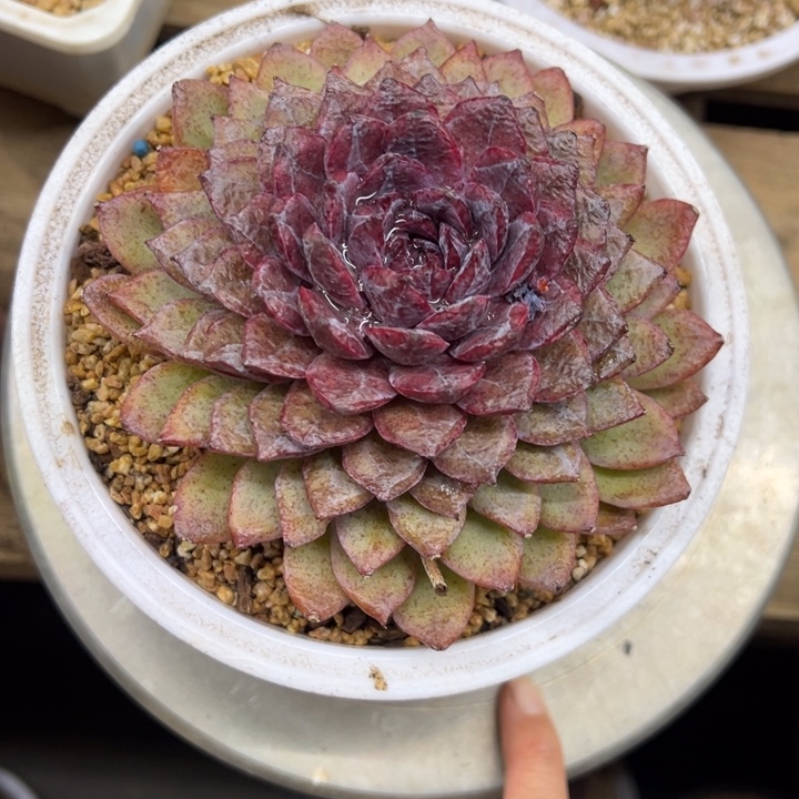 玄钻 单头 夏鸣园艺