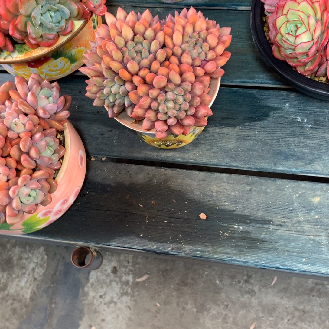 杨***青一物一拍一物一拍