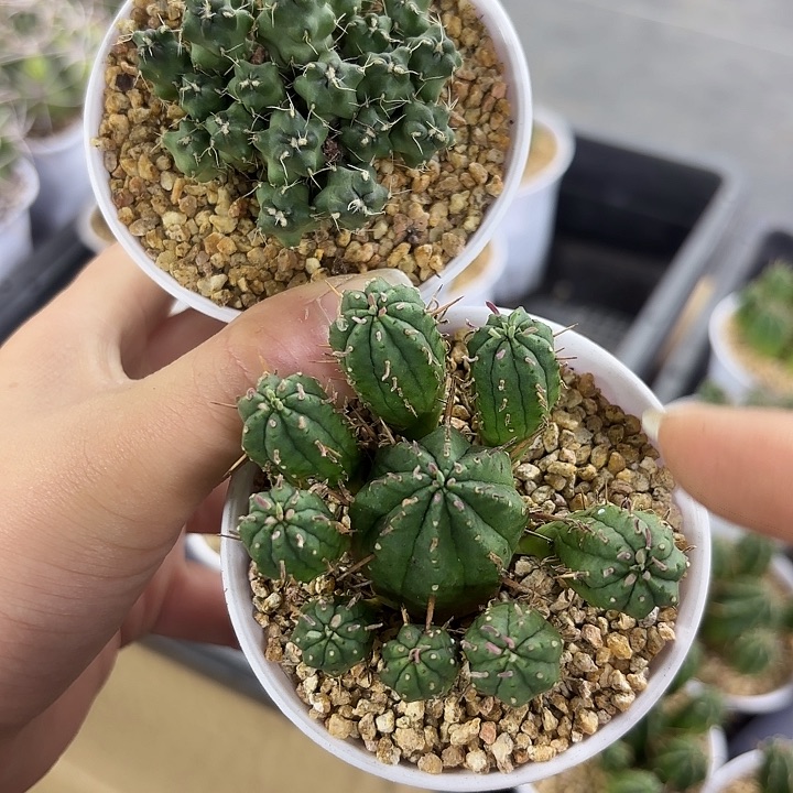 团扇➕火麒麟组合发货