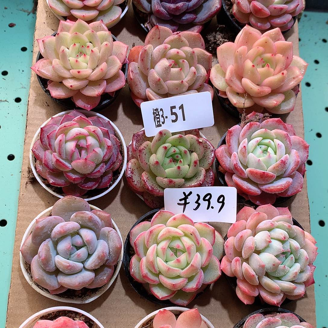 3-51一物一拍带盆18颗