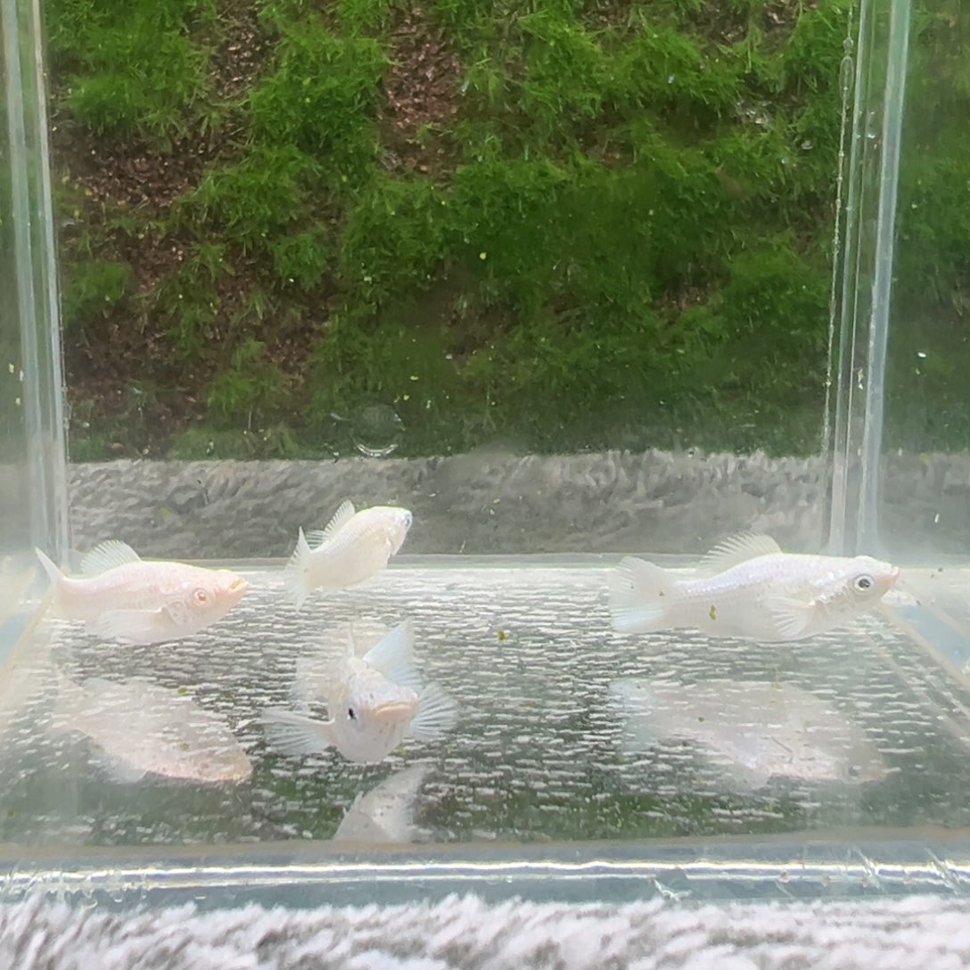 黑玛丽鱼鱼苗4条。   