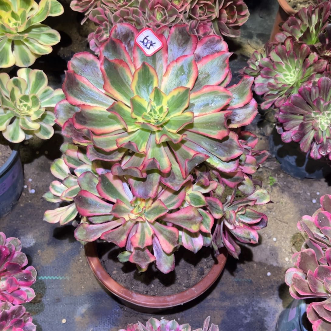 585多肉植物魅影法师