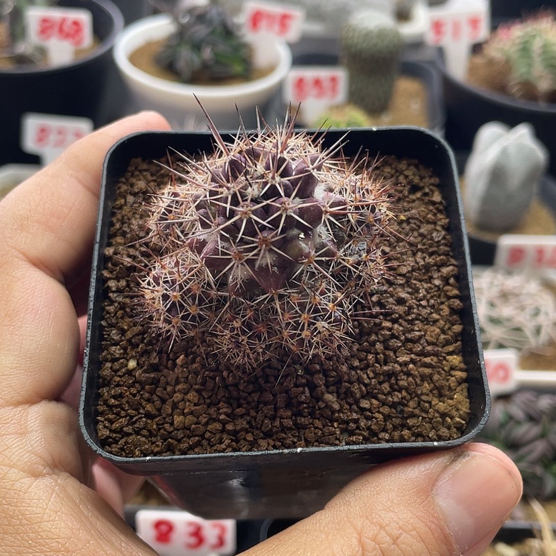 实生紫皮宝塔丸 脱土包邮