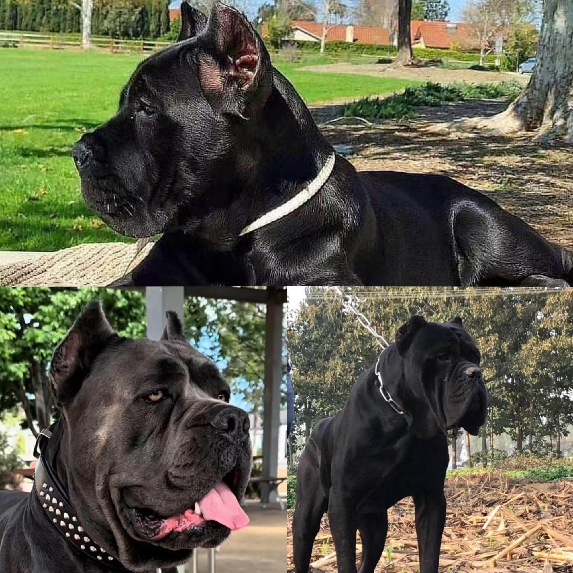 【嘉耀猛犬俱乐部】卡斯罗犬 比格犬活体链接