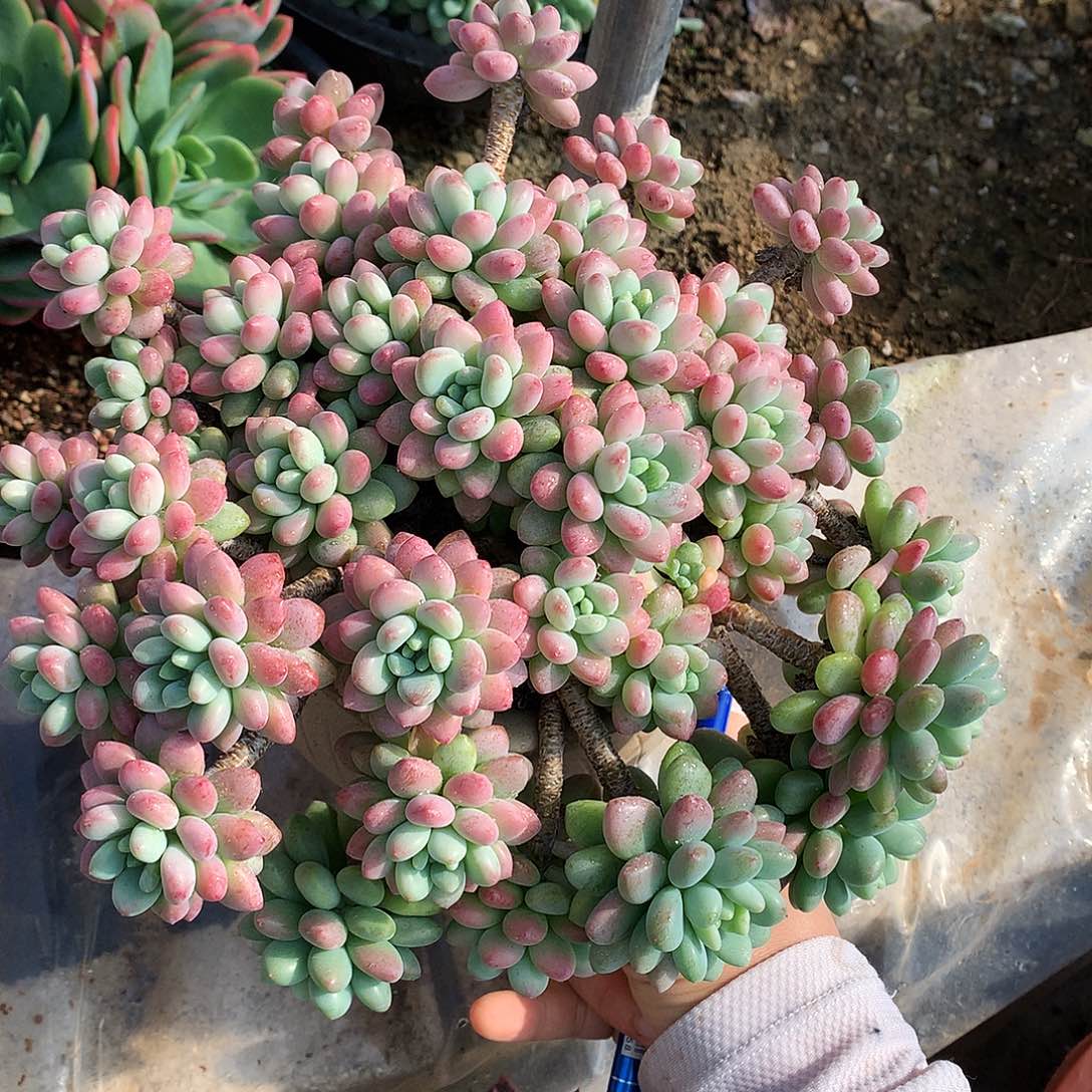 洛可可一物一拍11.22