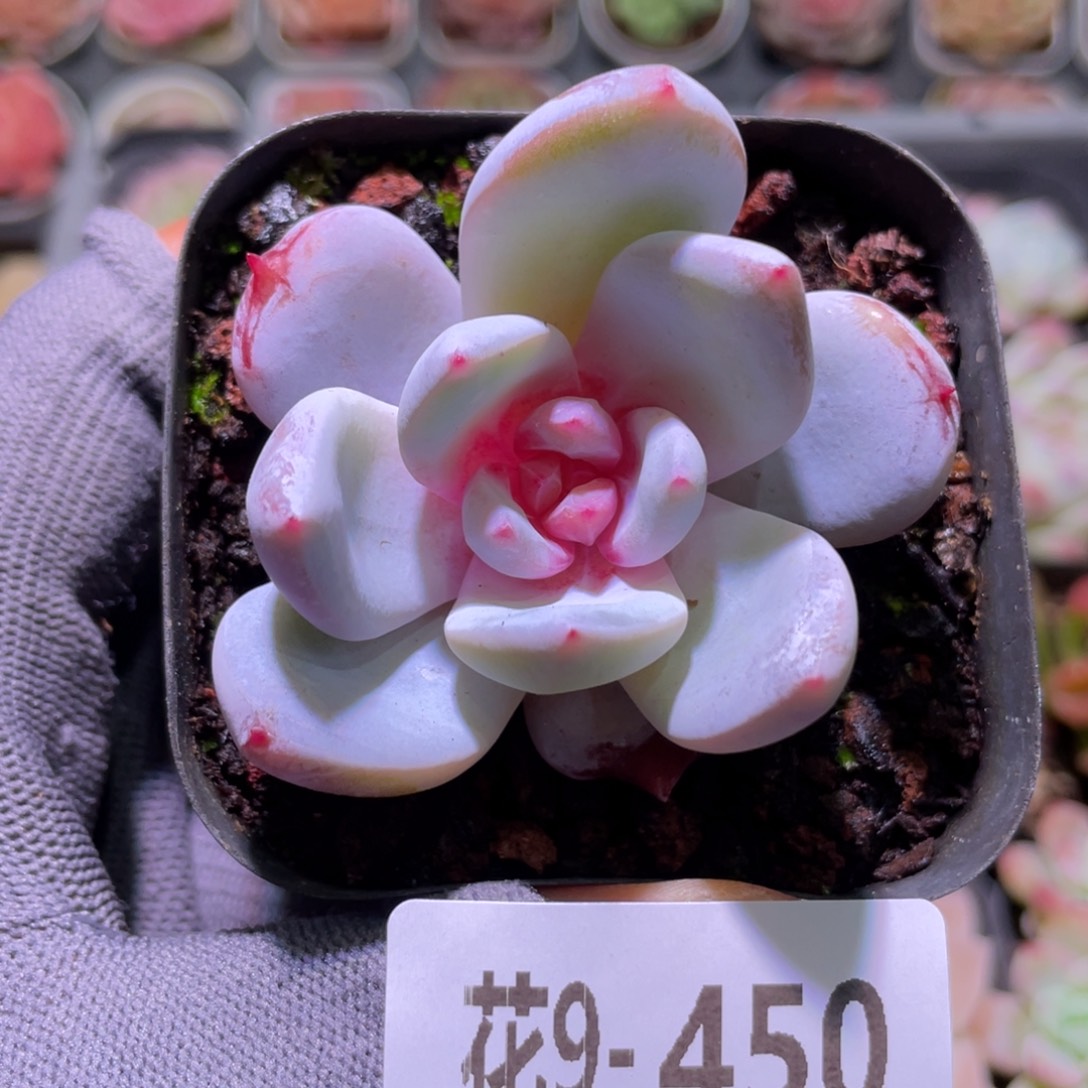 花利美9-450雪天使 