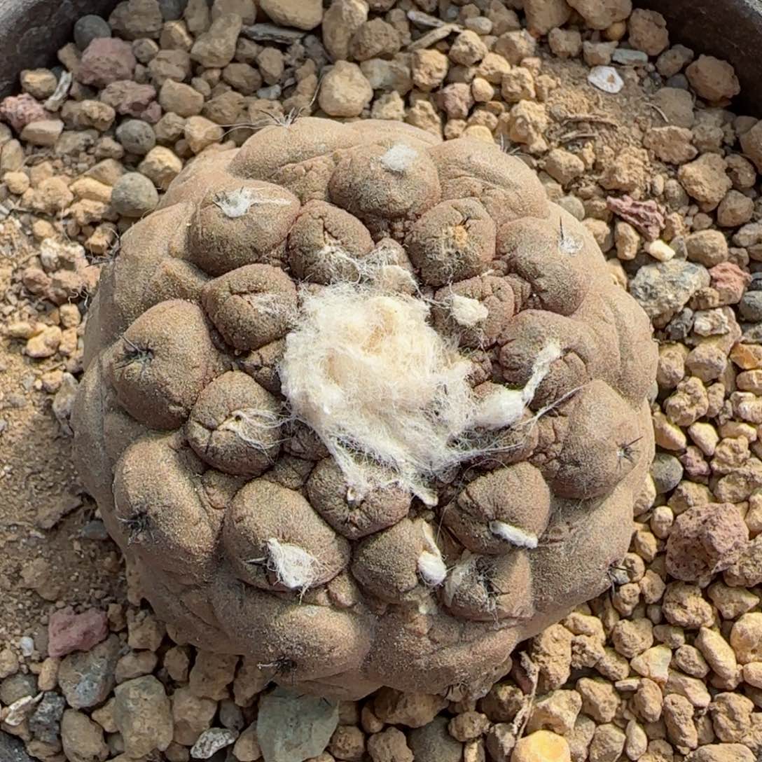 394实生蜥蜴皮多肉