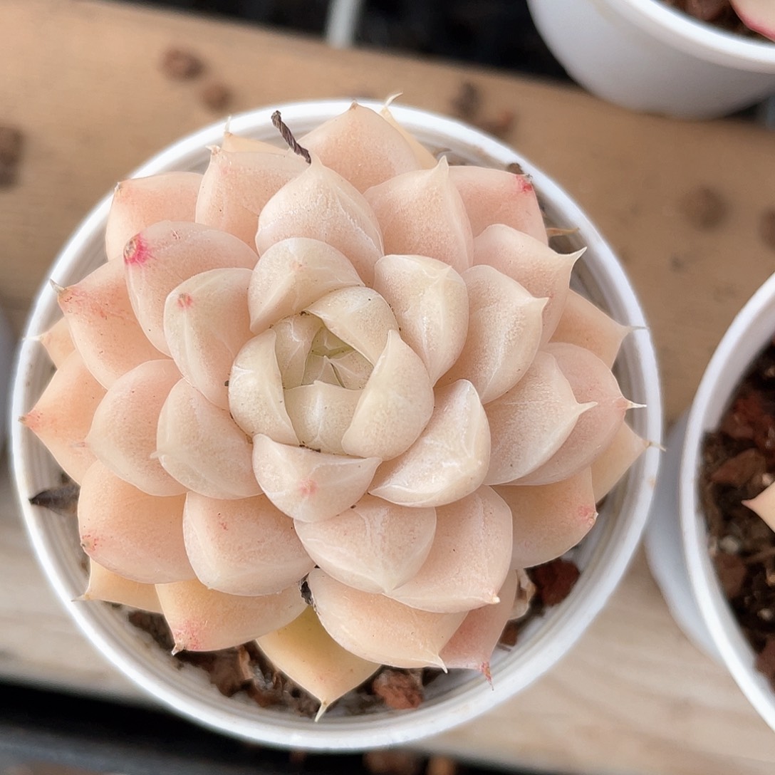 优选麦秆福利1071