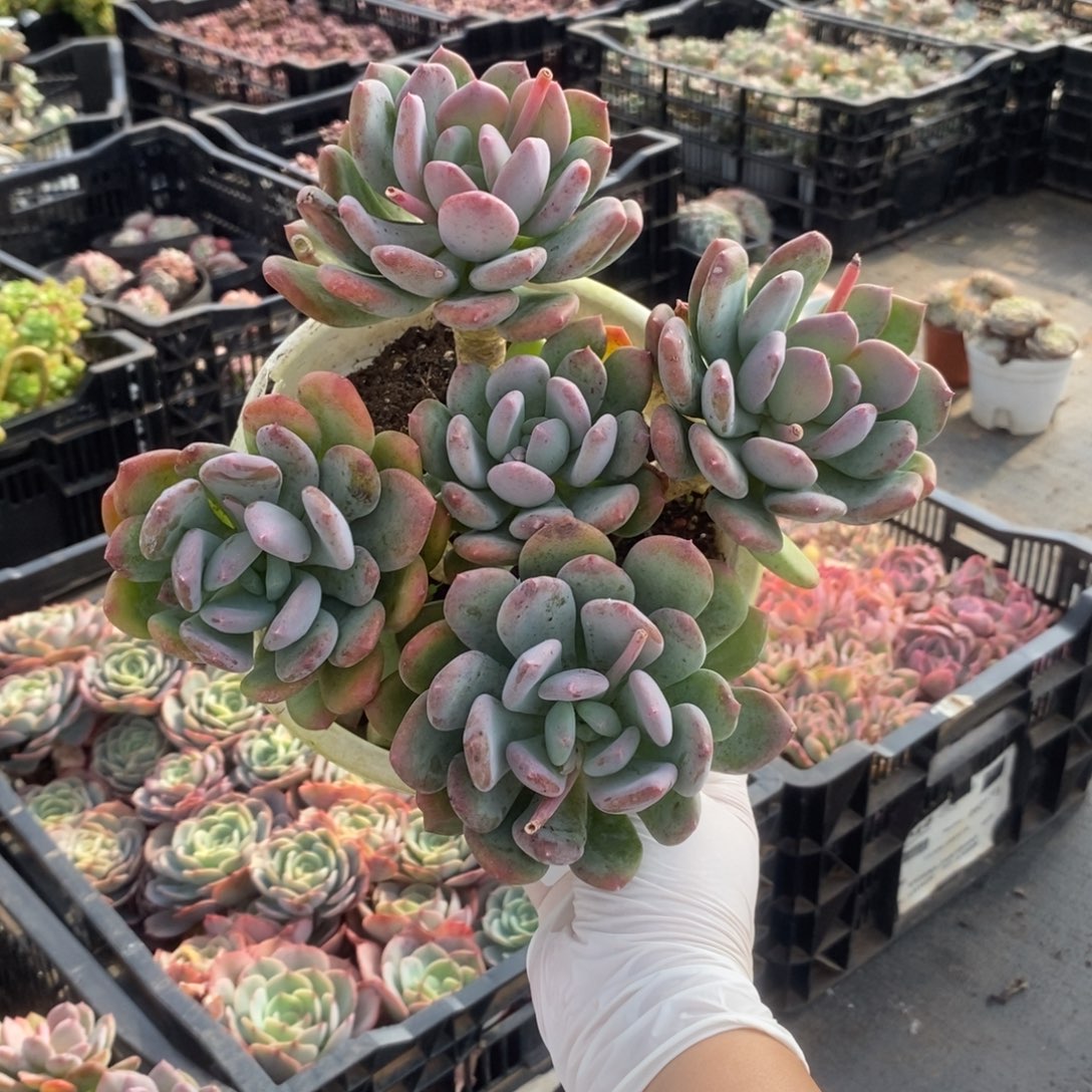 4636灰姑娘一物一拍