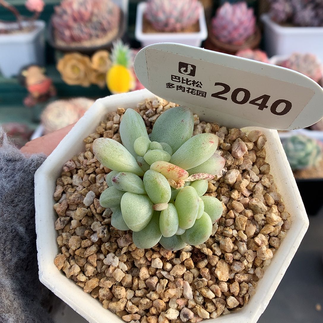 2040三头冰玉石化多肉