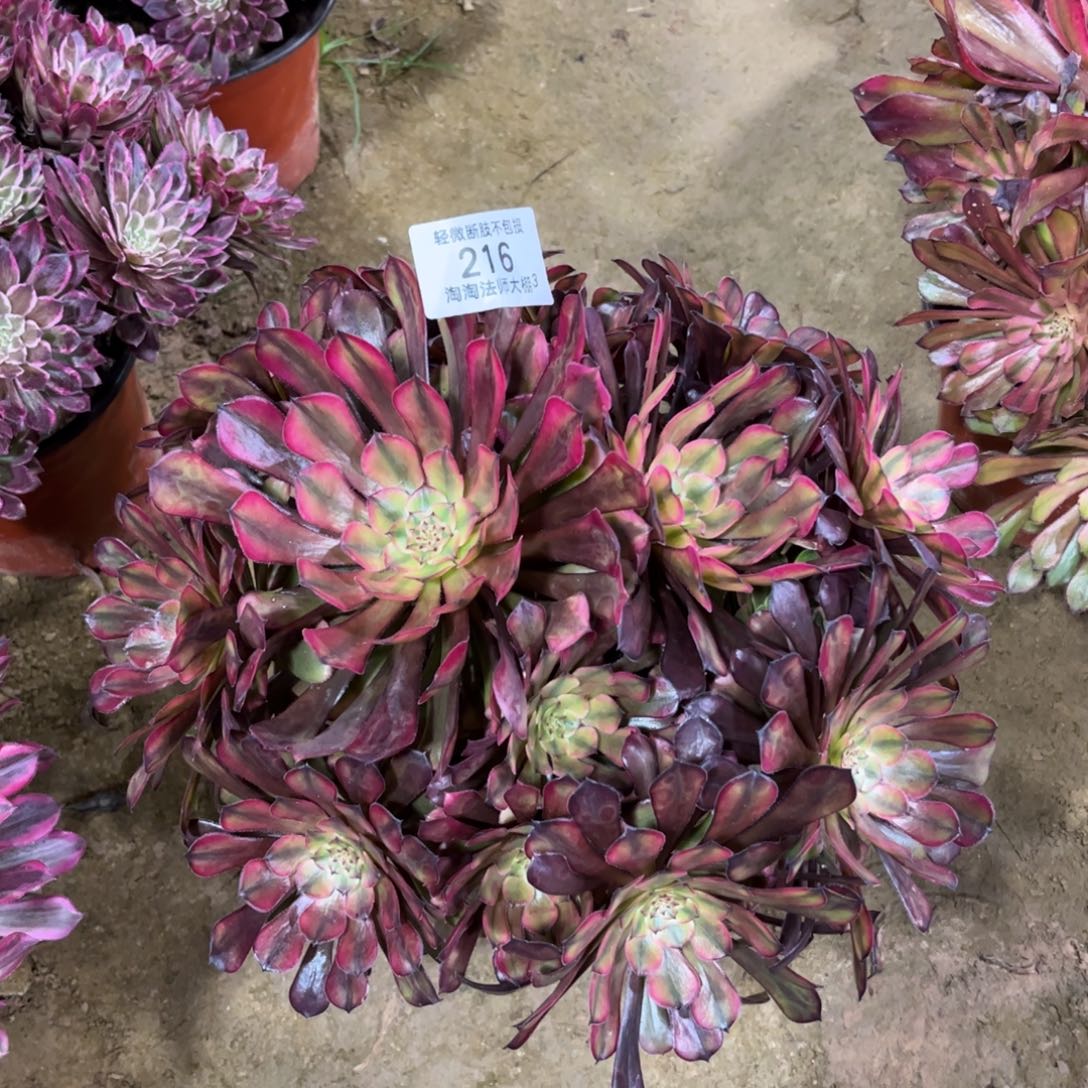 216霞光多肉植物法师组合