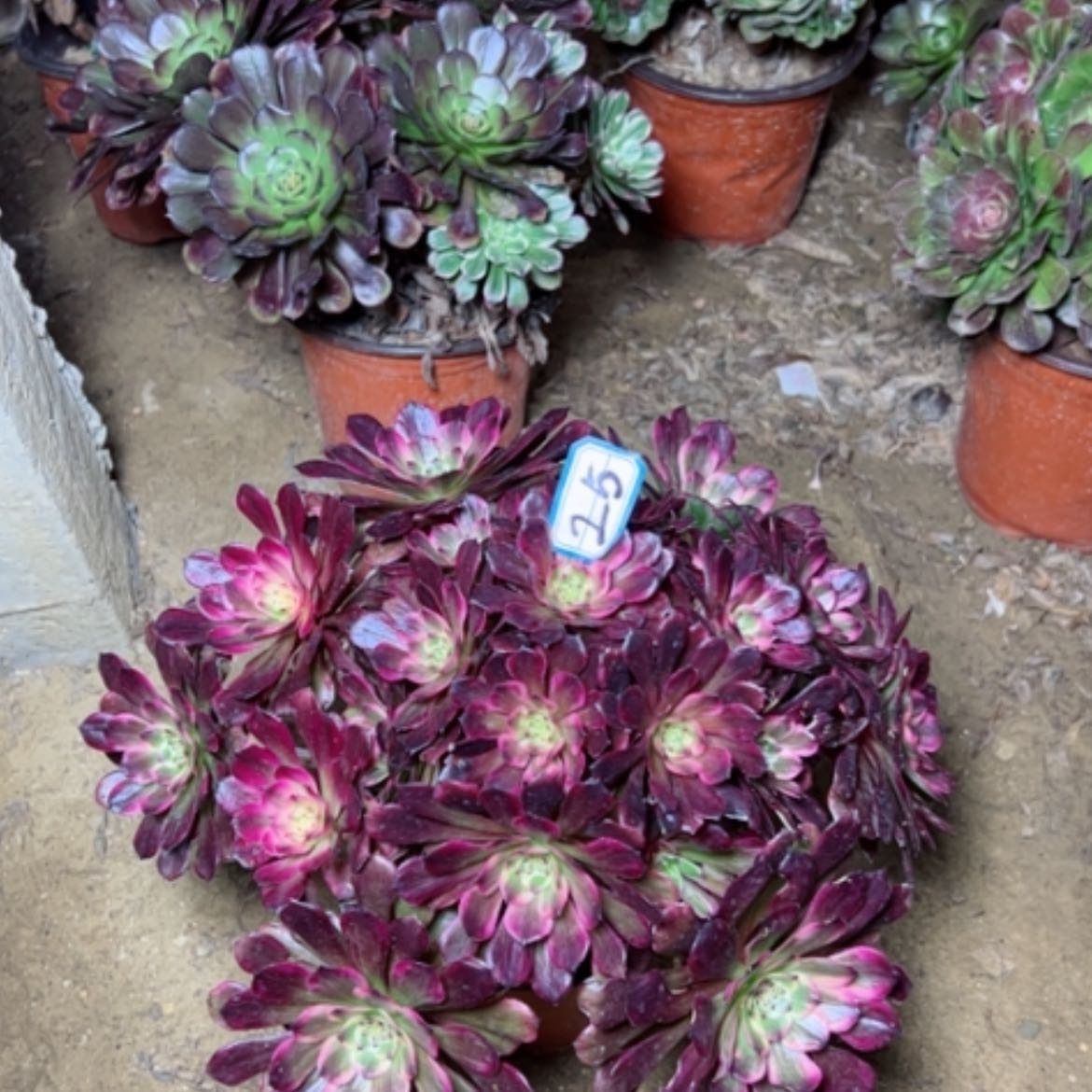 【闪购商品】多肉植物黑金刚25