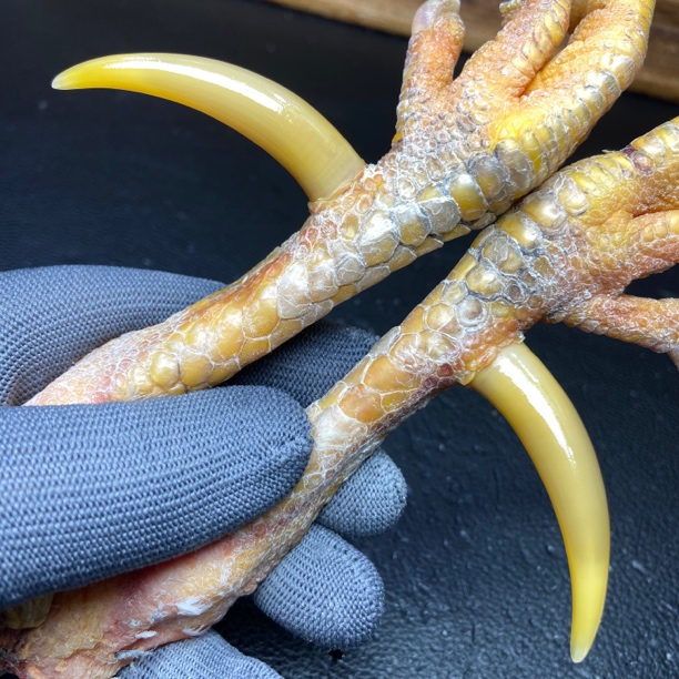 文玩鸡爪骨手把件（一对 处理好十天左右发货）