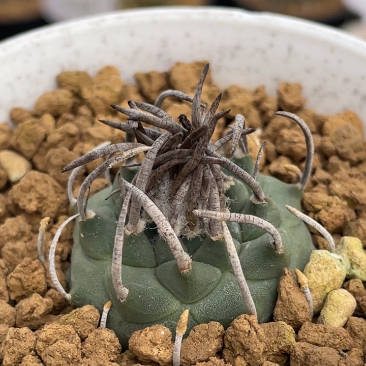 升云龙         实生根