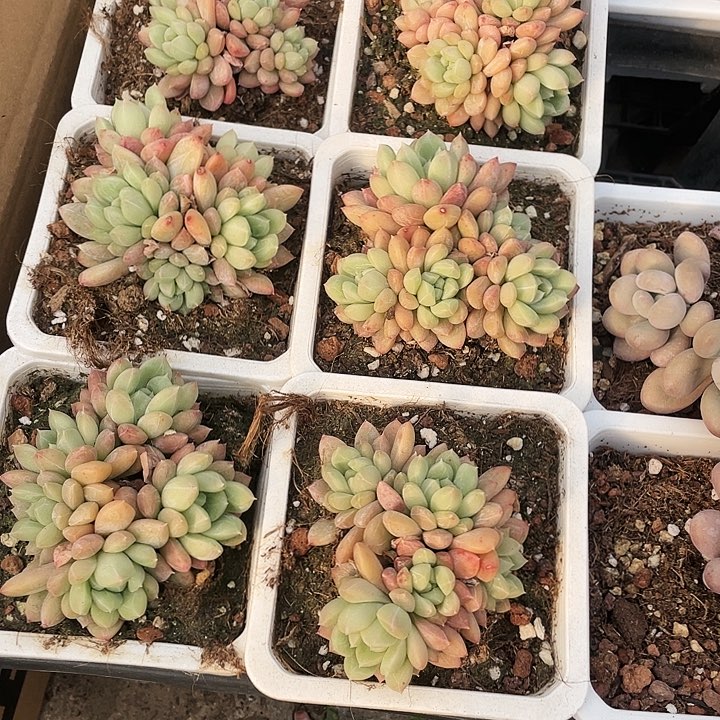 百搭翡翠20一盆8888888888